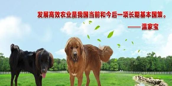 上海黃金價格走勢剖析 市場穩定與投資機遇